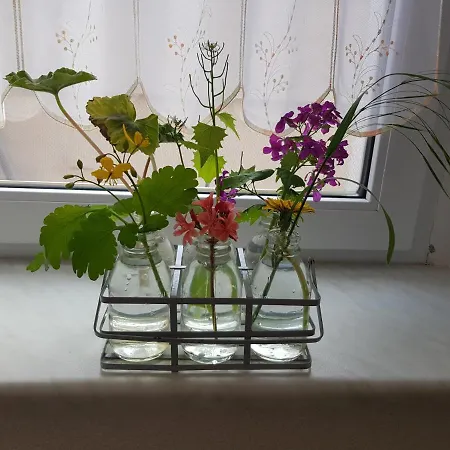 Burgenblick Apartment *